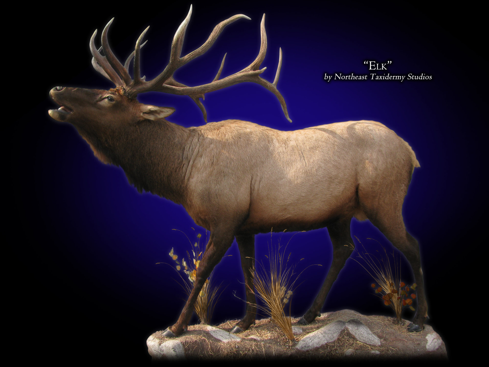 Elk & Moose Taxidermy, Museum Quality Elk & Moose Mounts