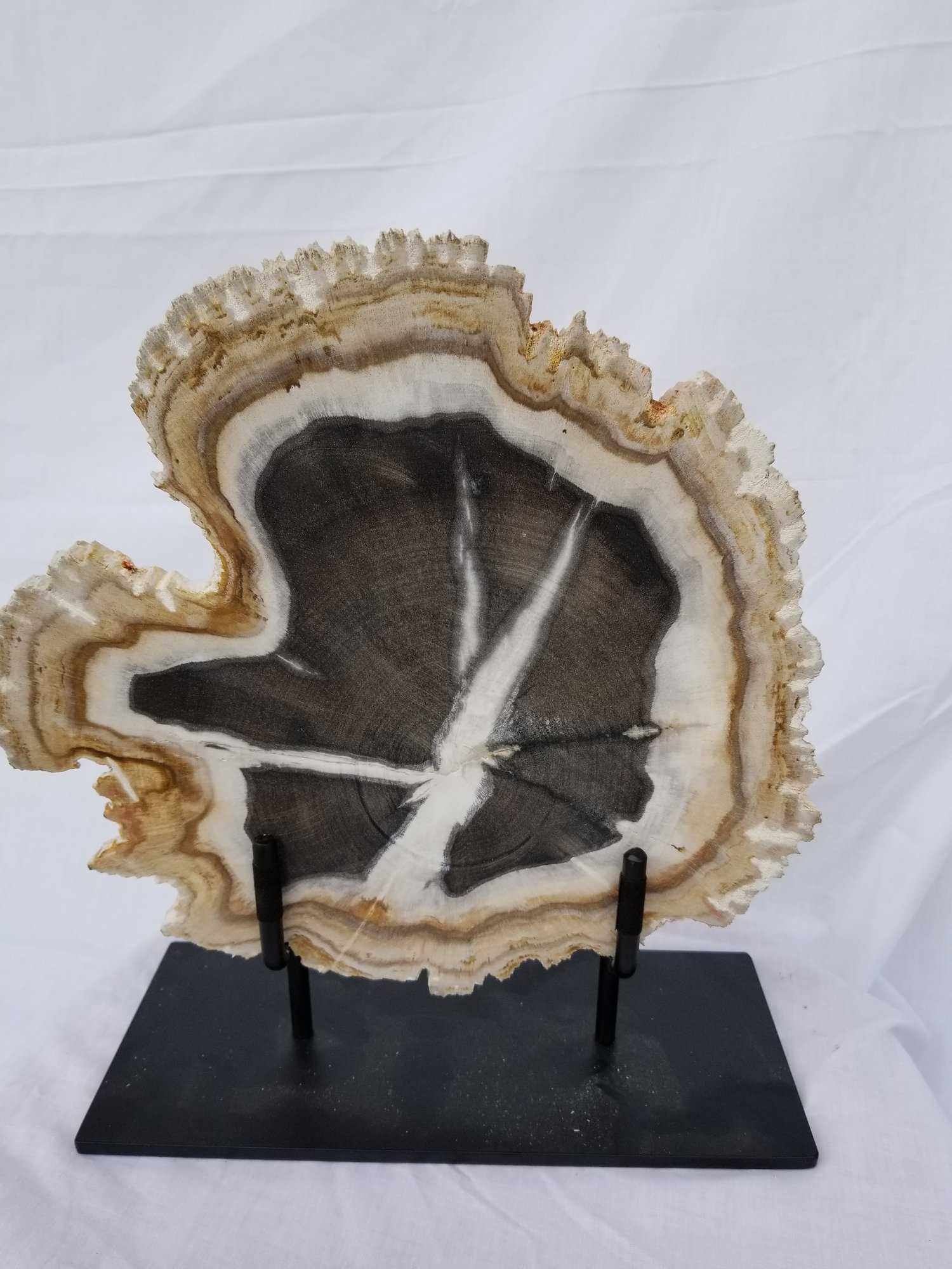Petrified Wood On Stand Furnishings By Debi